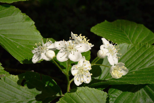 アズキナシ,あずきなし,ハカリノメ,はかりのめ,花