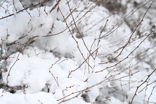 ヒュウガミズキの木,ひゅうがみずき,日向水木,雪