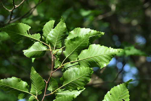 Japanese loose-flowered Hornbeam