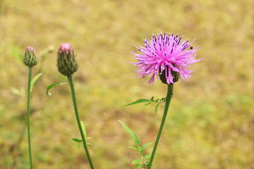 田村草の花