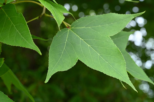 モミジバフウ（紅葉葉楓） - 庭木図鑑 植木ペディア
