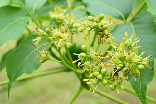 キハダの木,黄檗,開花,雄しべ