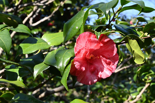 草紙洗（そうしあらい）