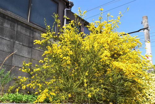 エニスダ,花,画像,えにしだ