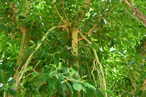 がじゅまる,樹木,ガジュマルの木