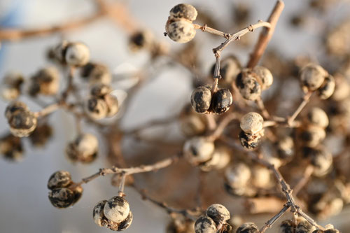 ナンキンハゼ,南京はぜの木,種子,なんきんはぜ