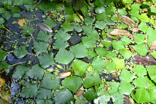 ひし,水草,植物