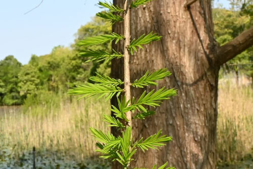 違い,見分け,ポイント,メタセコイア