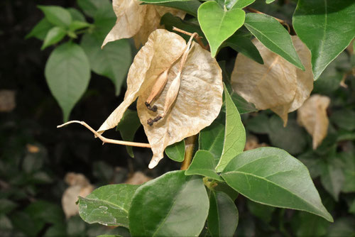 種子,Bougainvillea