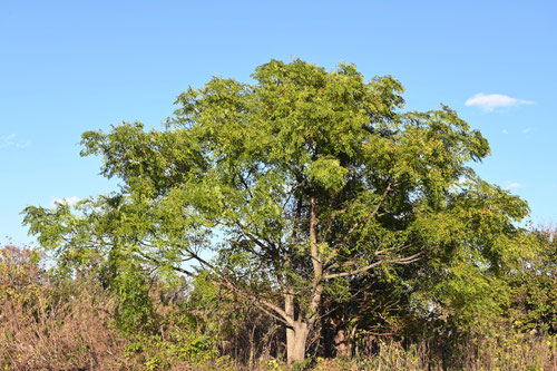 センダン,栴檀の木,画像,せんだん