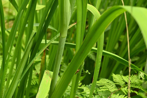 Japanese water iris