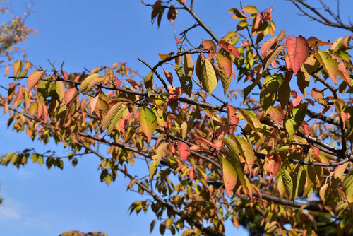 大島桜 紅葉 画像