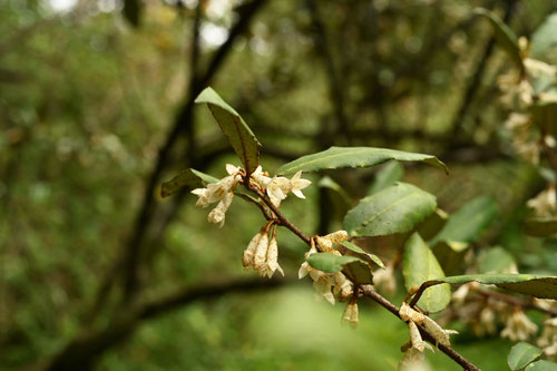 苗代茱萸 花 香り