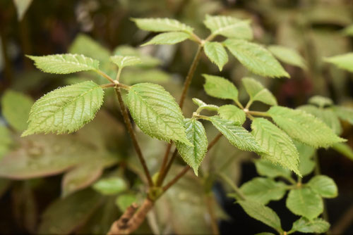 コシアブラの木,葉が食べられる木,こしあぶら
