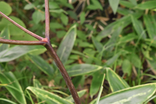 マムシグサ,まむしぐさ,mamusigusa