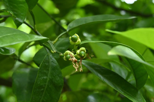 ダイダイの木,橙,植物