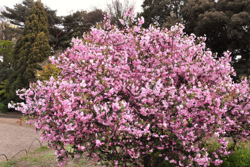 寒冷地に植栽できる花木