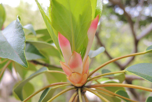 ヤマグルマ,やまぐるま,植木,特徴