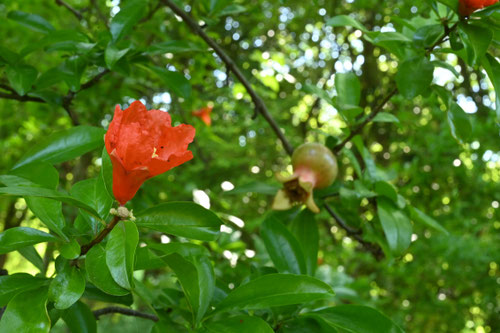 Flowering trees in August in July