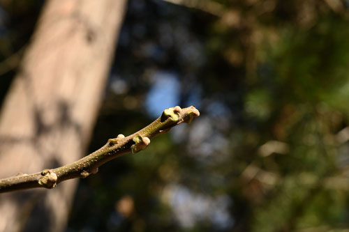 センダンの木,特徴,せんだん