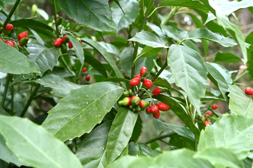 赤い実のなる木の名前,春,夏,秋,冬,食べられる