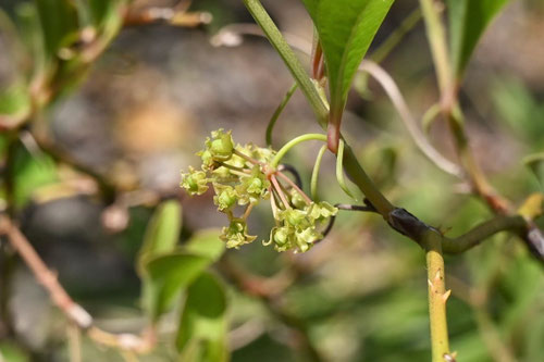 サルトリイバラ,山帰来の花,サンキライ