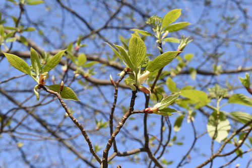 ミズキ,みずき,Giant dogwood