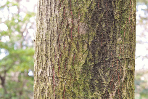 Large leaf dogwood,trunk