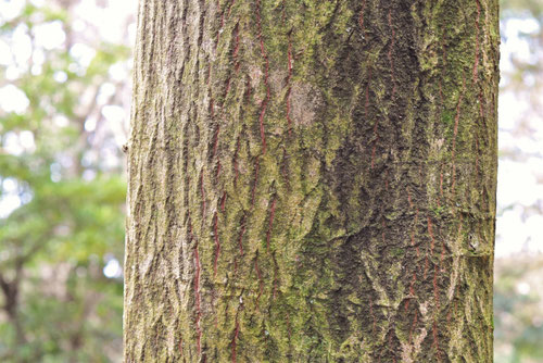 クマノミズキ,large leaf dogwood,trunk