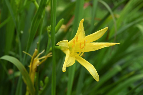 ユウスゲの花