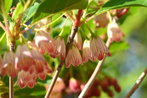 べにさらさどうだん,ベニフウリンツツジ