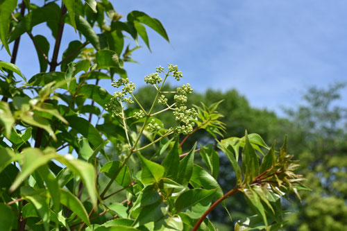 ゴンズイ,開花,時期,ごんずい