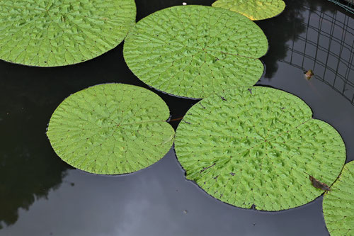 Prickly water lily