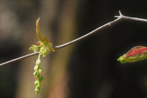千鳥の木の花,チドリノキ