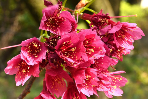 寒緋桜の木,カンヒザクラ,かんひざくら,おしべ,めしべ