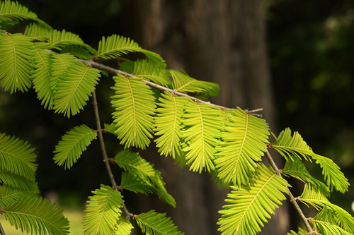 Dawn Redwood