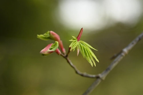 いろはもみじの新芽,イロハモミジ