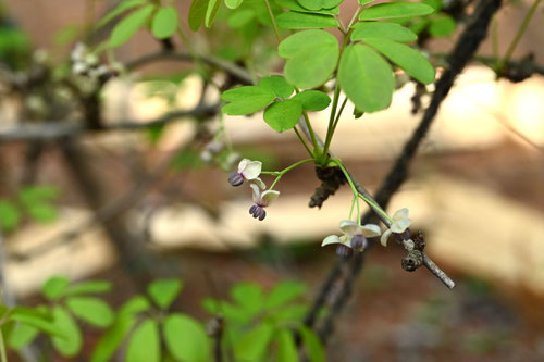 Flowering trees in August in May in Japan