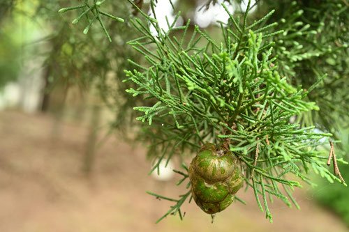 Italian cypress,fruits