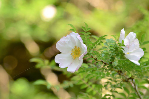 サンショウバラ,花,色,さんしょうばら