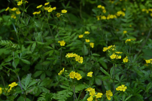おげびいちご,オヘビイチゴ,植物
