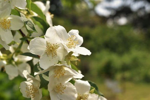 香りのある木,aromatic tree