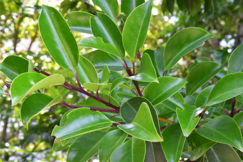 クロガネモチとモチノキの違い,見分け