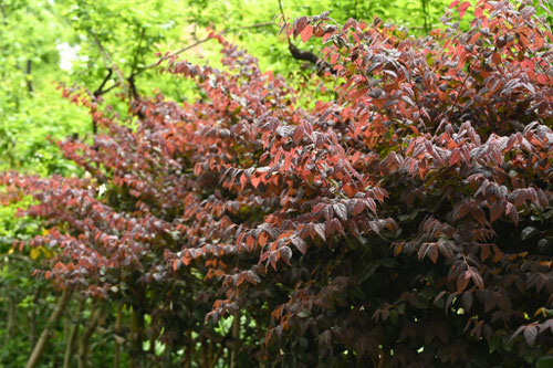 トキワマンサク（４月撮影）