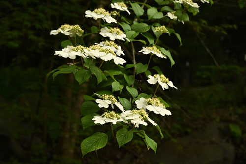 やぶでまり,ガクアジサイに似た花,ヤブデマリ