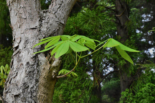 Horse chestnut,leaves