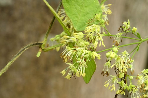 花の様子