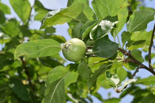 りんごの木,リンゴの果実,林檎の木,植物
