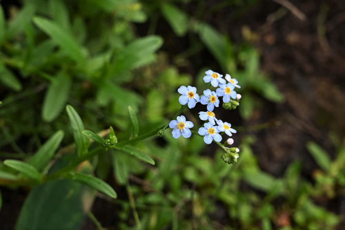 forget me not,flower