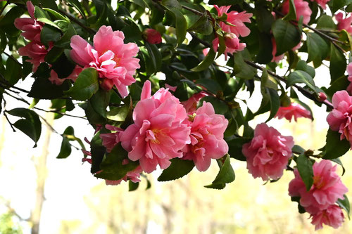 フラグラントピンク　